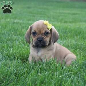 Allie, Puggle Puppy