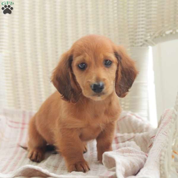 Ace- Mini, Dachshund Puppy