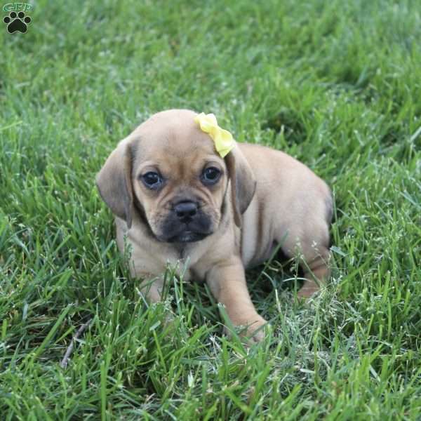 Allie, Puggle Puppy