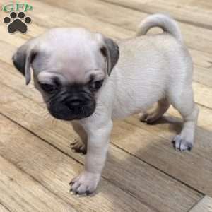 Bo, Pug Puppy
