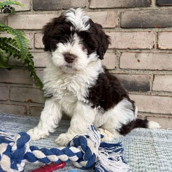Valley, Portuguese Water Dog Puppy
