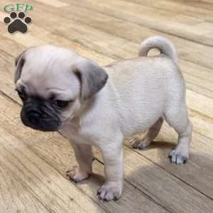 Bo, Pug Puppy