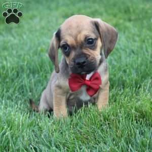 Robbie, Puggle Puppy