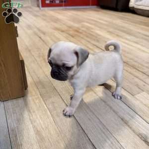 Bo, Pug Puppy
