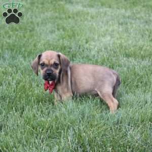 Robbie, Puggle Puppy