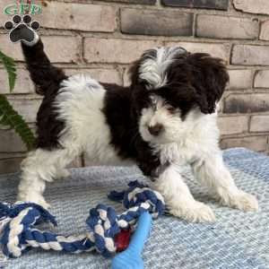 Valley, Portuguese Water Dog Puppy