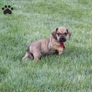 Robbie, Puggle Puppy