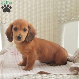 Ace- Mini, Dachshund Puppy