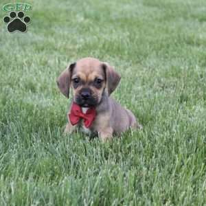 Robbie, Puggle Puppy