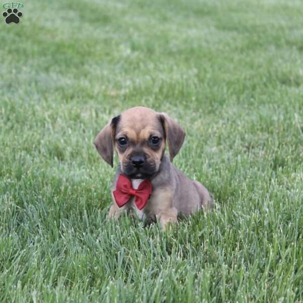 Robbie, Puggle Puppy