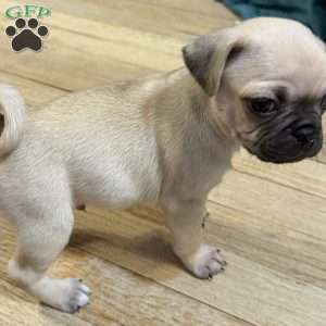 Bo, Pug Puppy