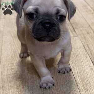Bo, Pug Puppy
