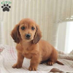 Ace- Mini, Dachshund Puppy