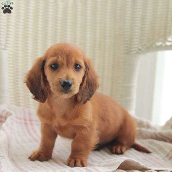 Ace- Mini, Dachshund Puppy