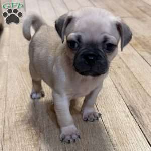 Bo, Pug Puppy