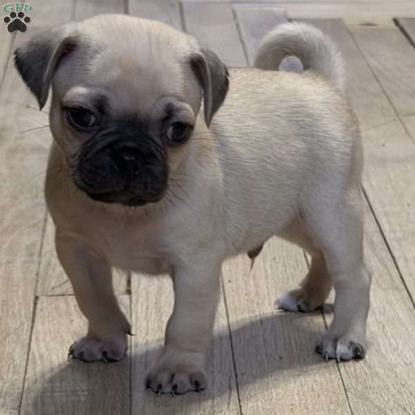 Bo, Pug Puppy