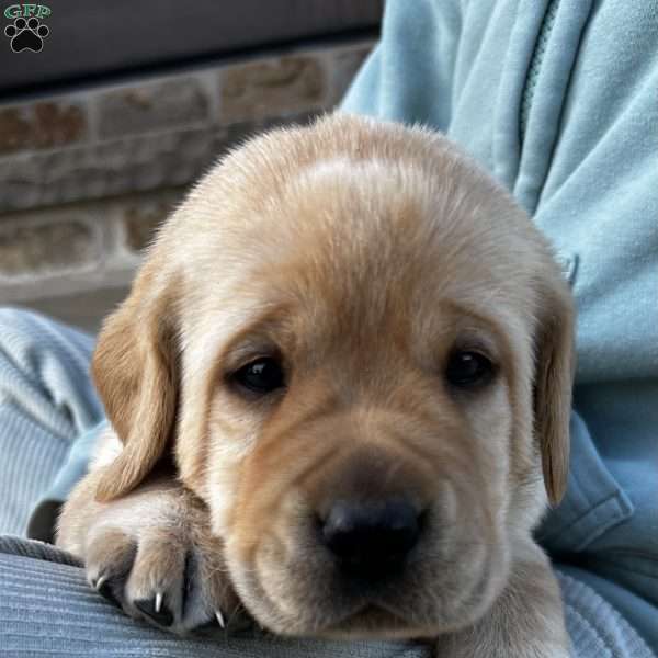 Clint, Yellow Labrador Retriever Puppy