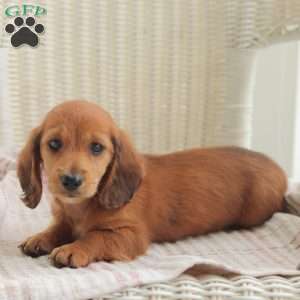 Ace- Mini, Dachshund Puppy