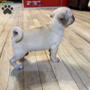 Bo, Pug Puppy