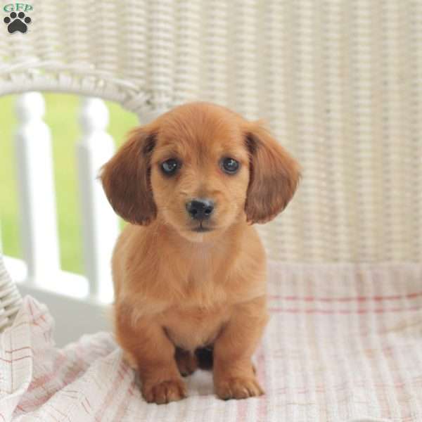 Elsa – Mini, Dachshund Puppy