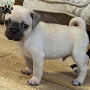 Bo, Pug Puppy