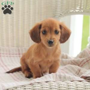 Elsa – Mini, Dachshund Puppy
