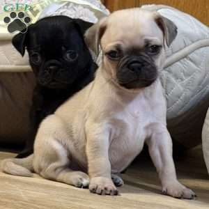 Bo, Pug Puppy