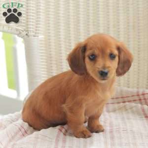 Elsa – Mini, Dachshund Puppy