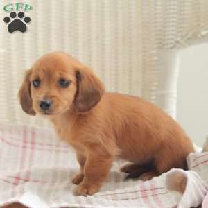 Elsa – Mini, Dachshund Puppy