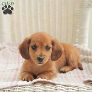 Elsa – Mini, Dachshund Puppy