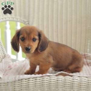 Bullet – Mini, Dachshund Puppy