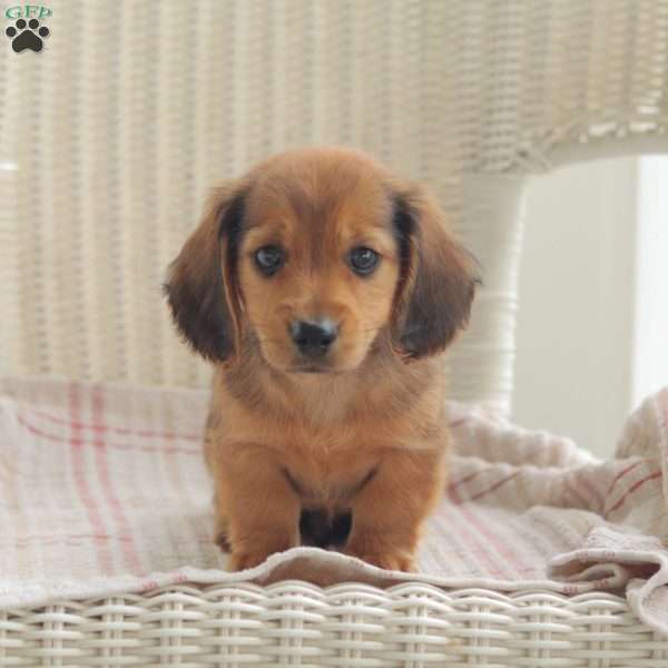 Bullet – Mini, Dachshund Puppy