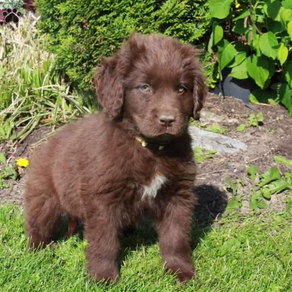 Evie, Newfoundland Puppy
