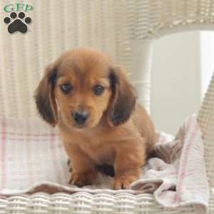 Bullet – Mini, Dachshund Puppy
