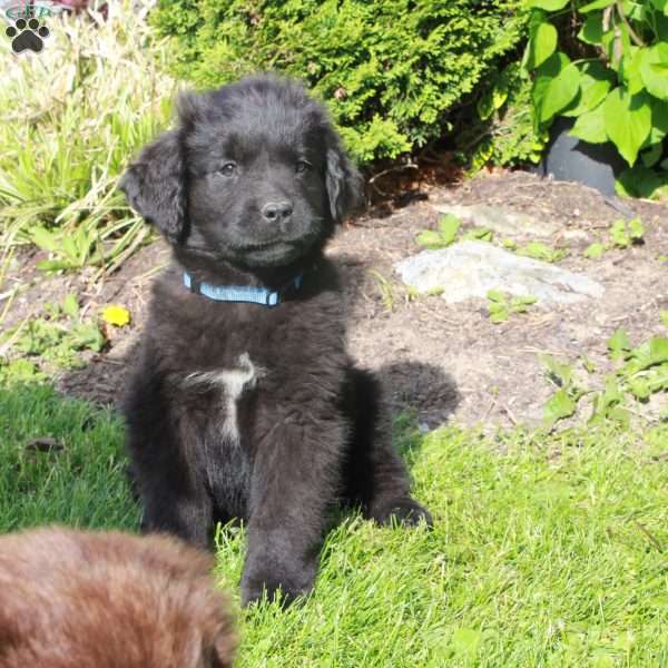 Eddie, Newfoundland Puppy
