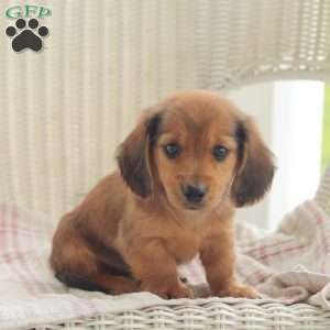 Bullet – Mini, Dachshund Puppy