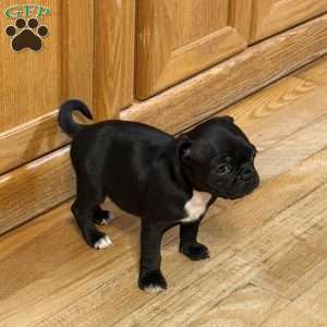 Daisy, Pug Puppy