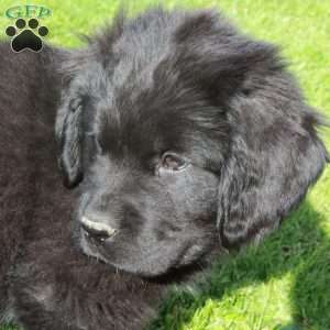 Enzo, Newfoundland Puppy