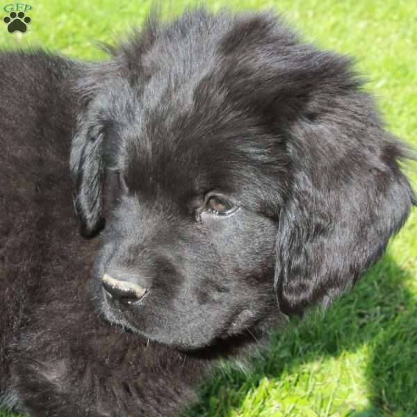 Enzo, Newfoundland Puppy