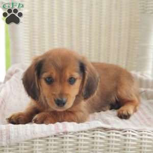 Bullet – Mini, Dachshund Puppy