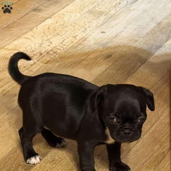 Daisy, Pug Puppy