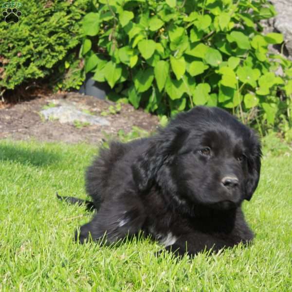 Ellie, Newfoundland Puppy