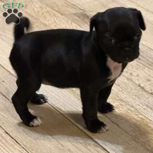 Daisy, Pug Puppy