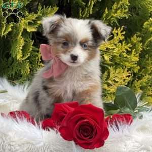 Tiny, Toy Australian Shepherd Puppy