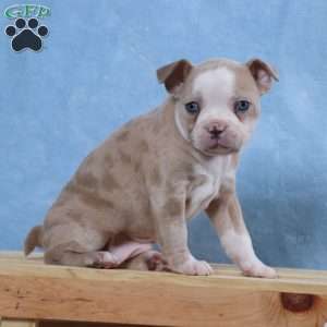 Laurie, Frenchton Puppy