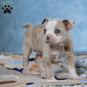 Laurie, Frenchton Puppy