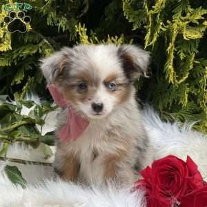 Tiny, Toy Australian Shepherd Puppy