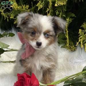 Tiny, Toy Australian Shepherd Puppy