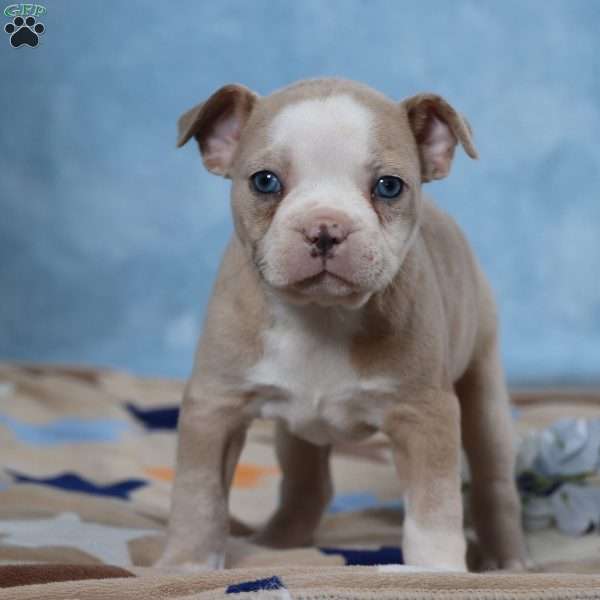 Laurie, Frenchton Puppy