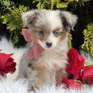 Tiny, Toy Australian Shepherd Puppy
